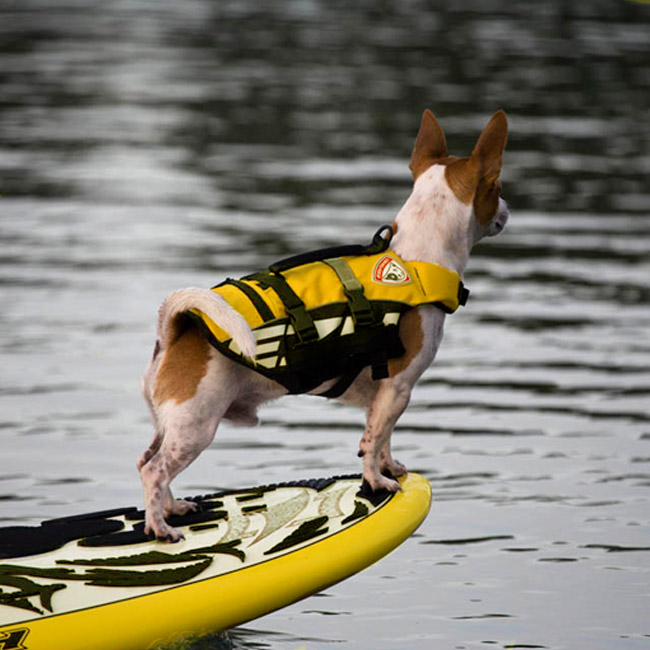 gilet flottaison pour chien