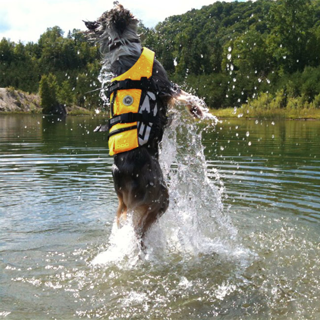 gilet nage pour chien